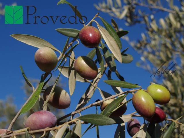 Variedad de olivo PICHOLINE  DU  LANGUEDOC